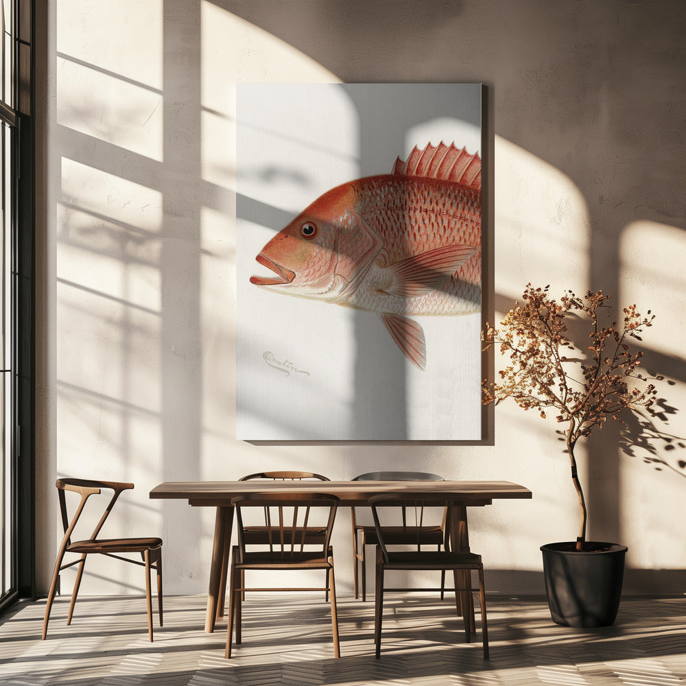 Red Snapper | Canvas