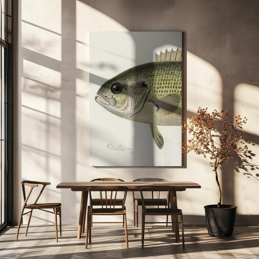 Rock Bass Crop | Leinwand