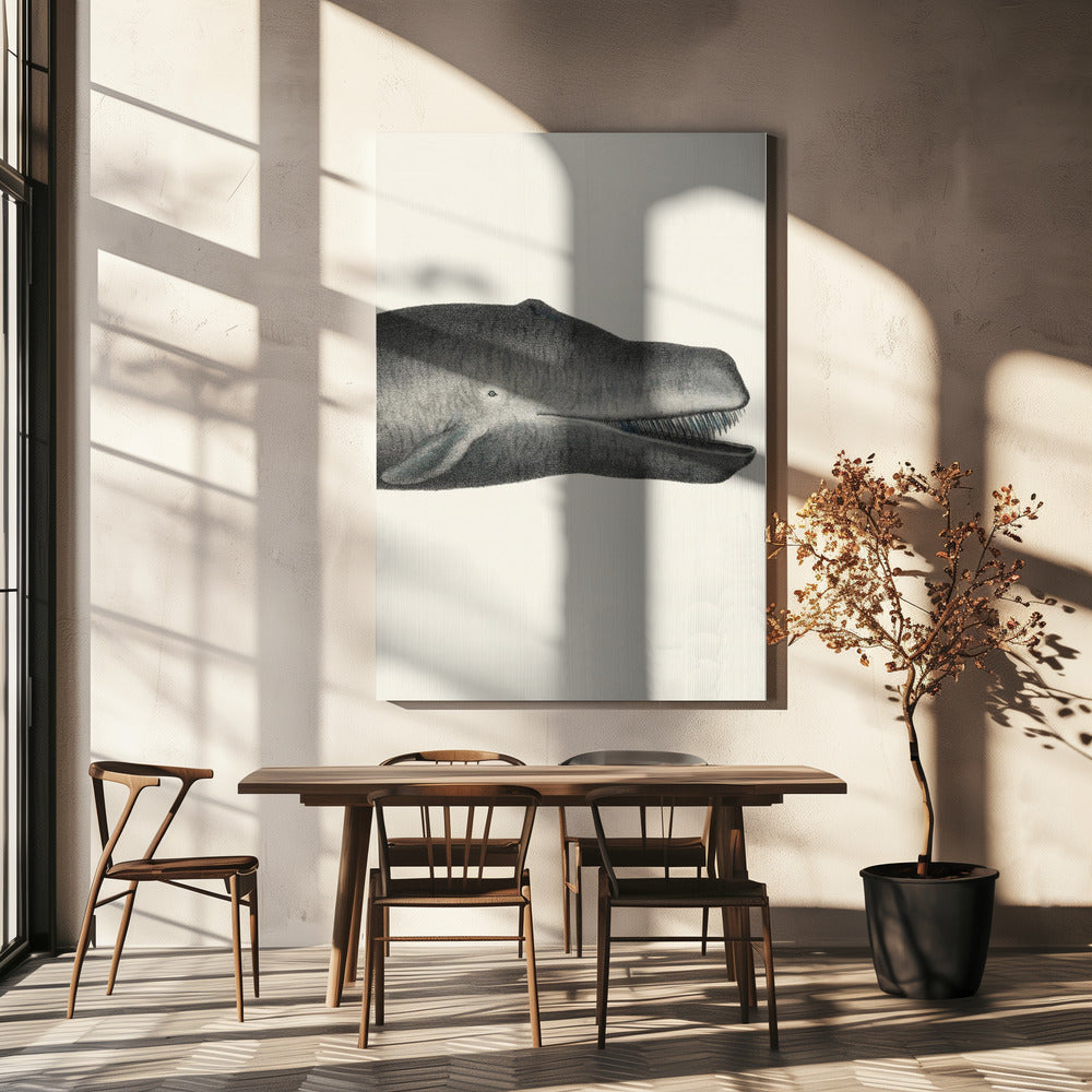 Whale Ii Tight Crop Handcolored Sealife Lithograph 1824 | Canvas