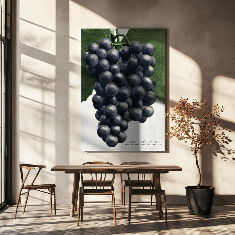 Campbells frühe Traubenlithografie | Leinwand
