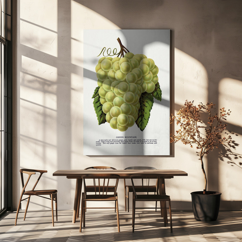 Lithografie „Grüne Bergtraube“ | Leinwand