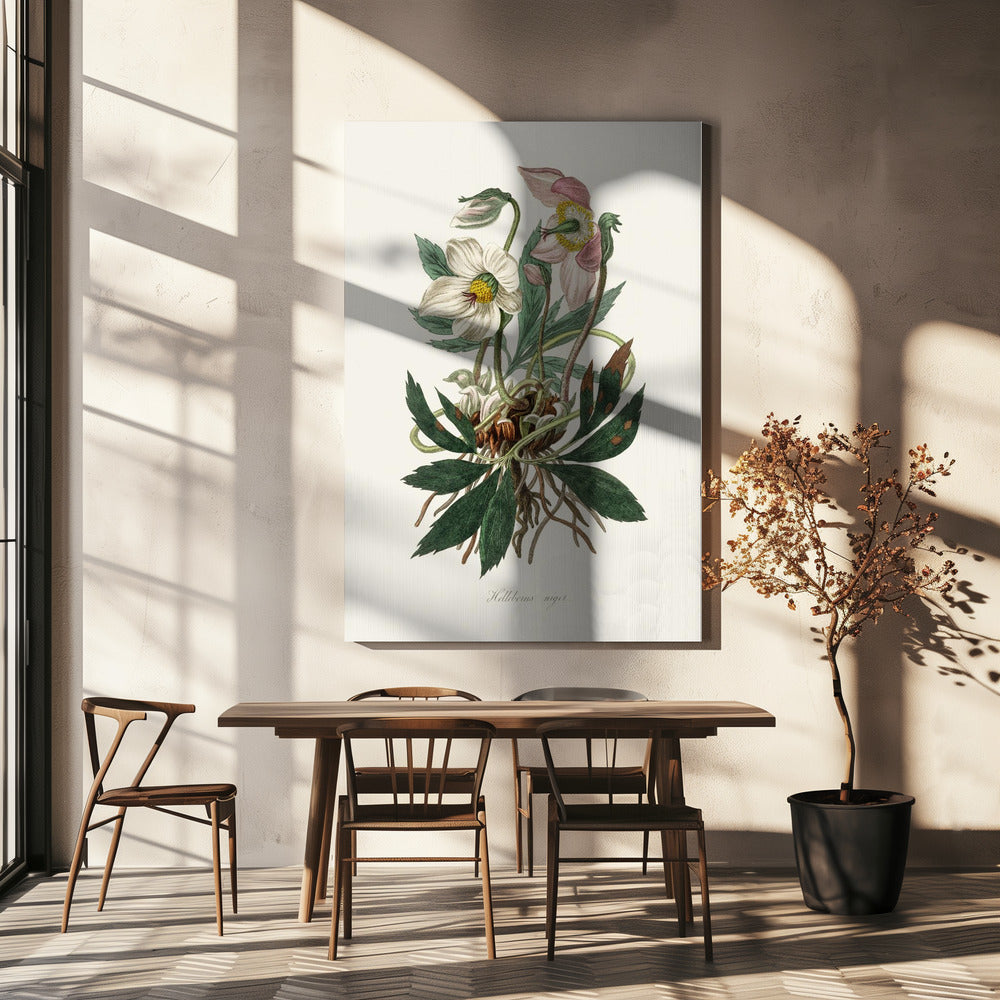 Christmas Rose (helleborus Niger) Medical Botany | Canvas