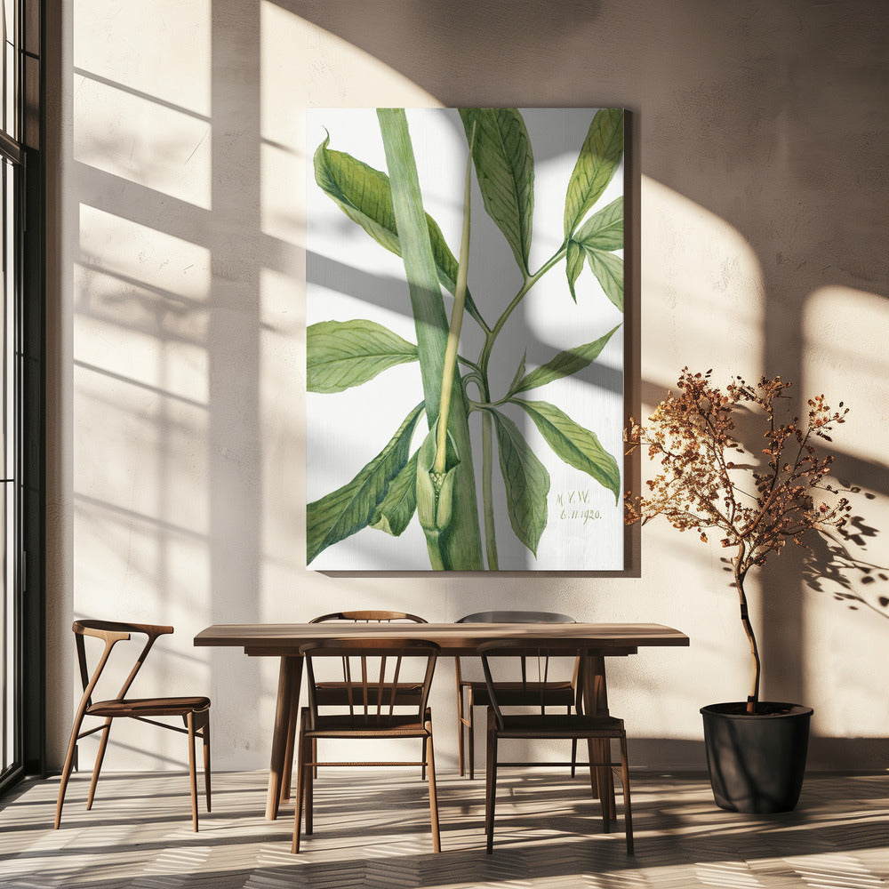 Greendragon (1920) | Canvas