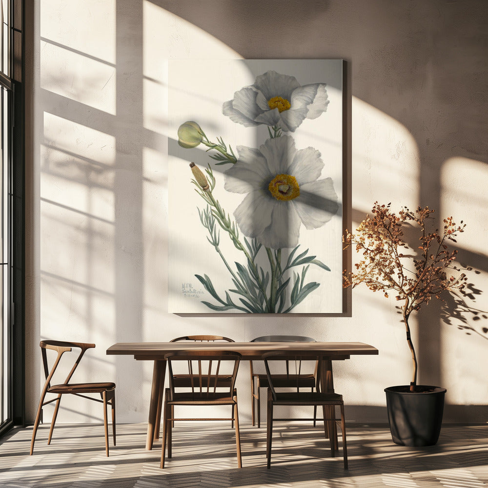 Matilija Poppy | Canvas