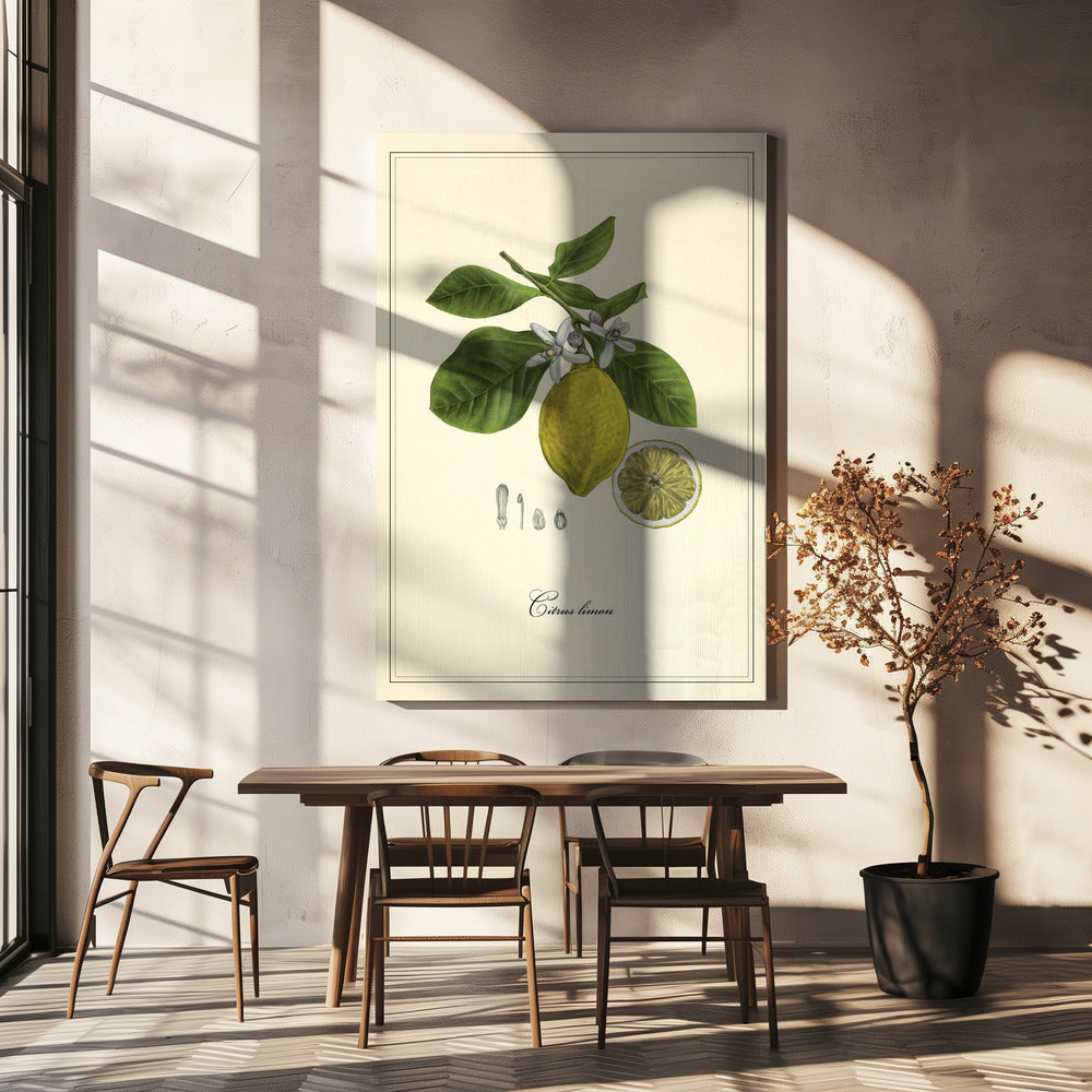 Lemon | Canvas