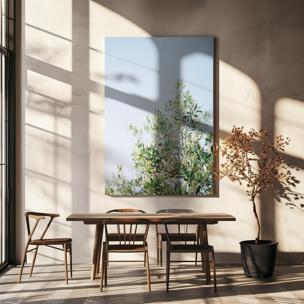 Oliven in Ostuni | Italien Reisefotografie | Leinwand