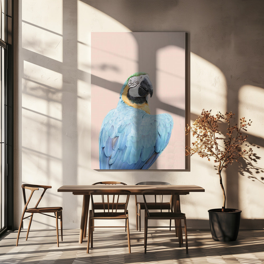 Blue Macaw | Canvas