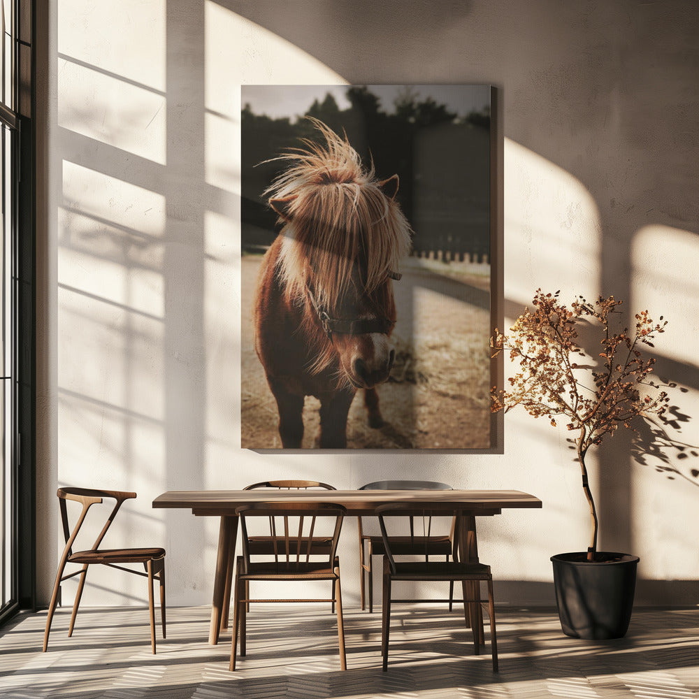Pony mit zotteliger Mähne | Leinwand