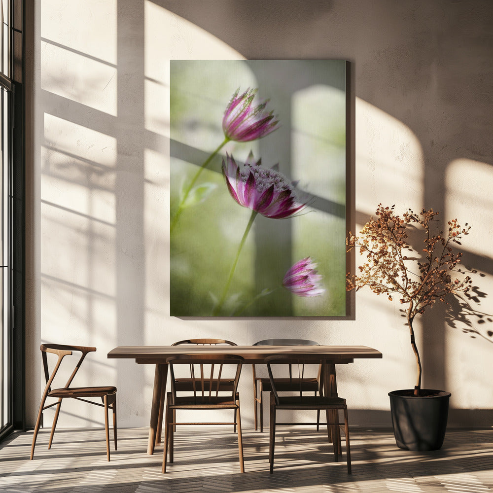 Astrantia | Leinwand