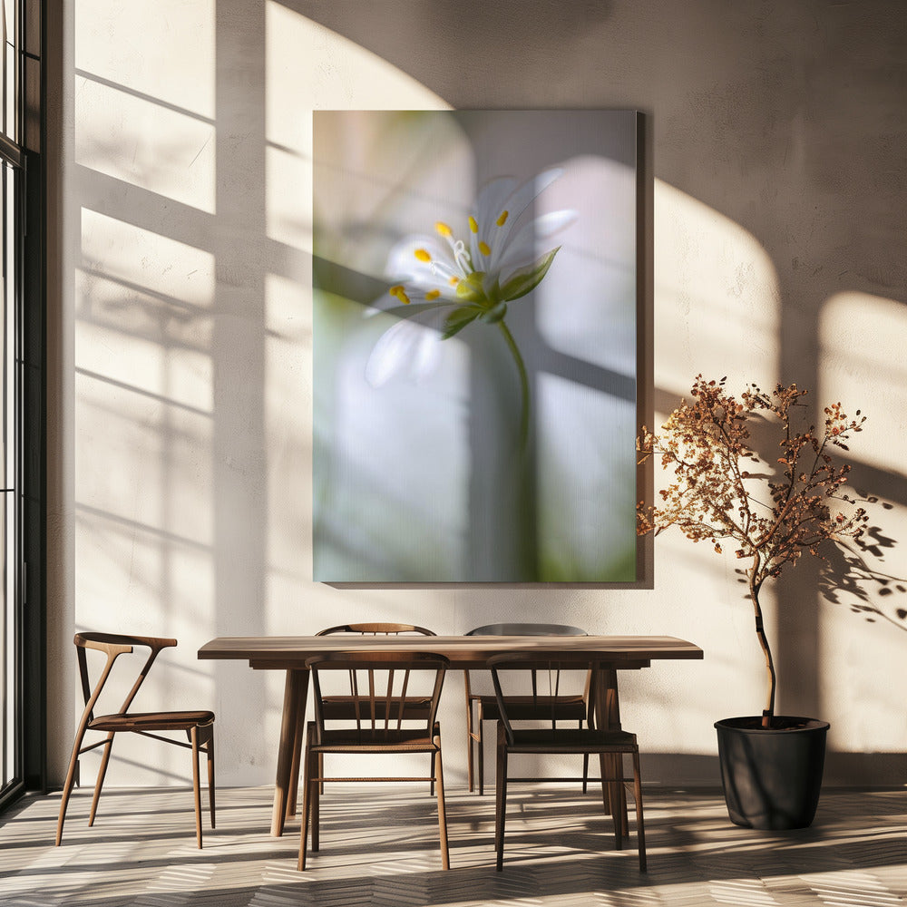 Sternmiere weich | Leinwand