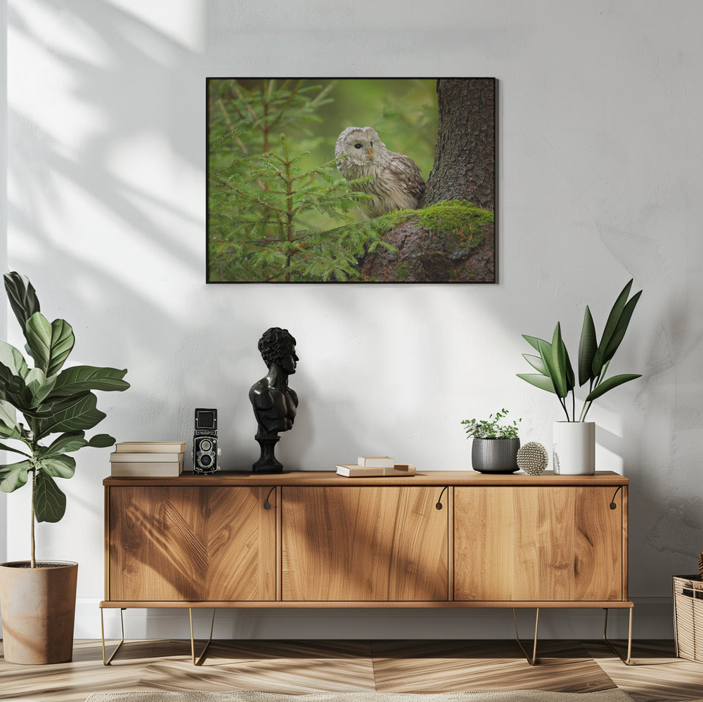 Ural Owl | Poster