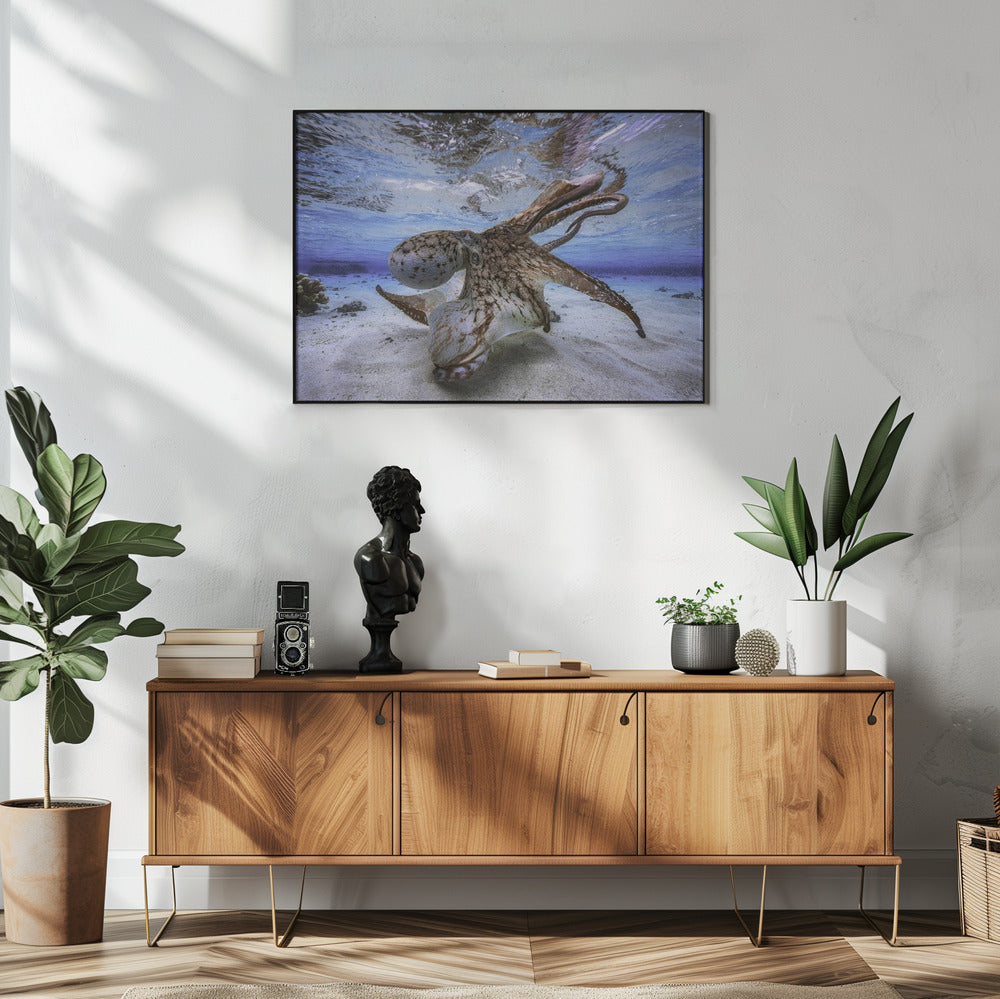 Tanzender Oktopus | Poster