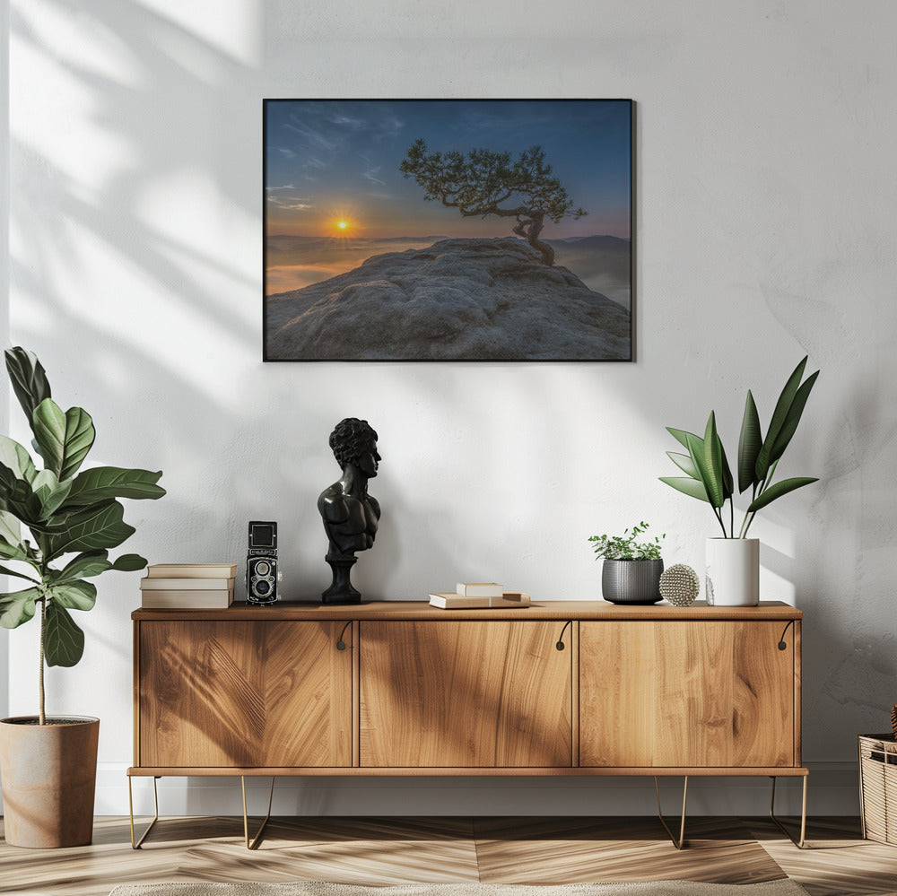 Old pine | Poster