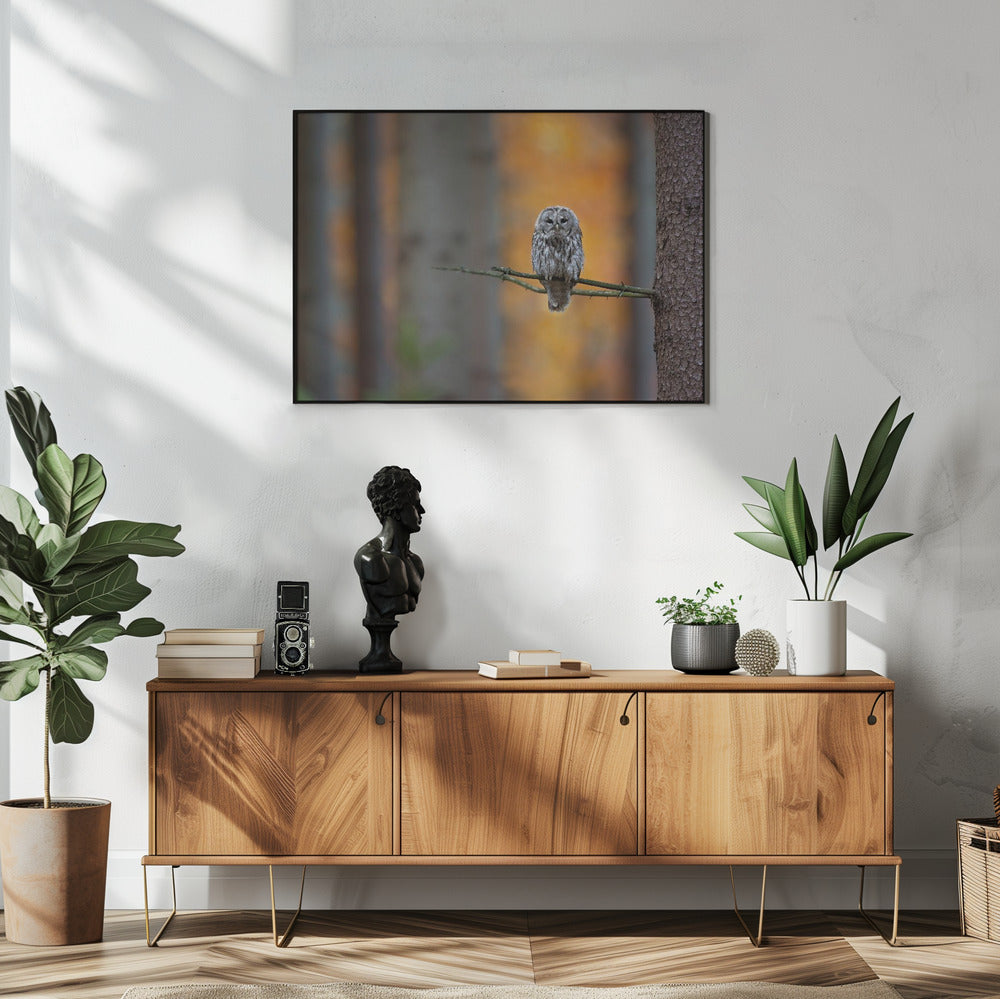 Waldkauz | Poster