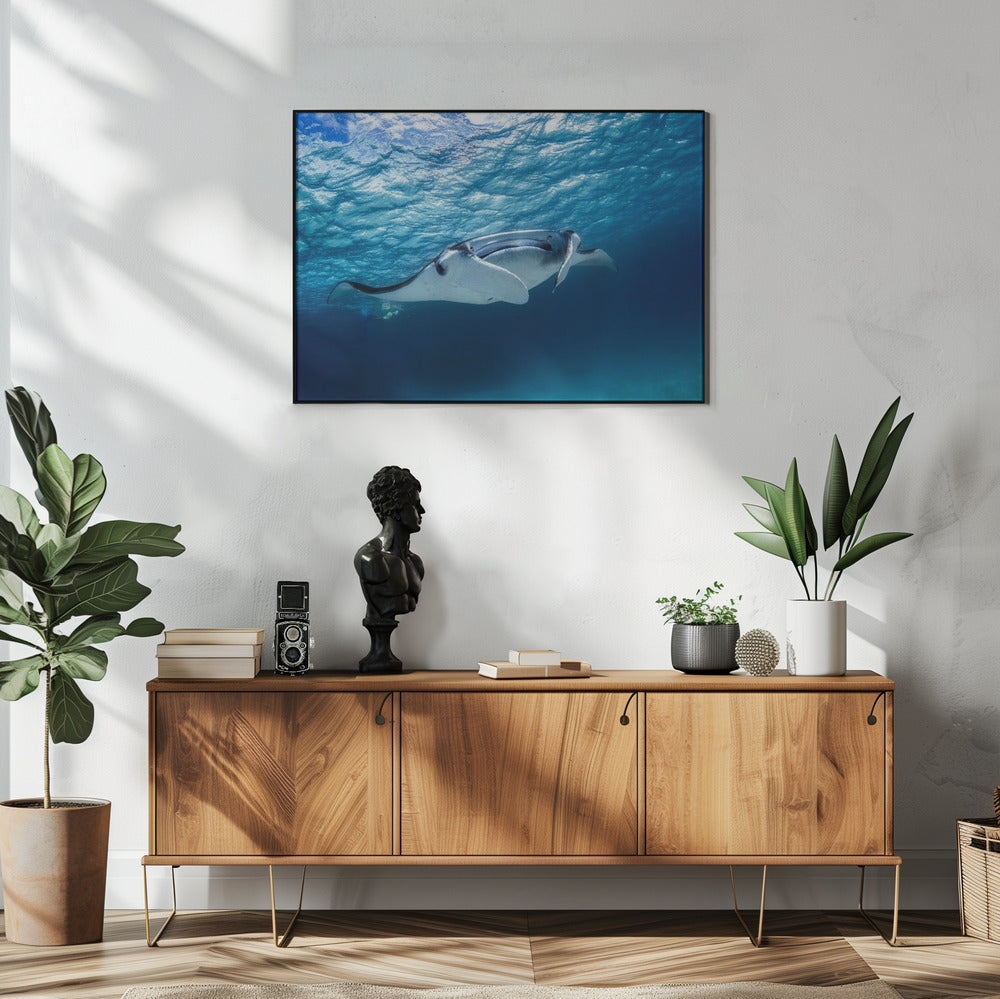 Manta Rochen | Poster