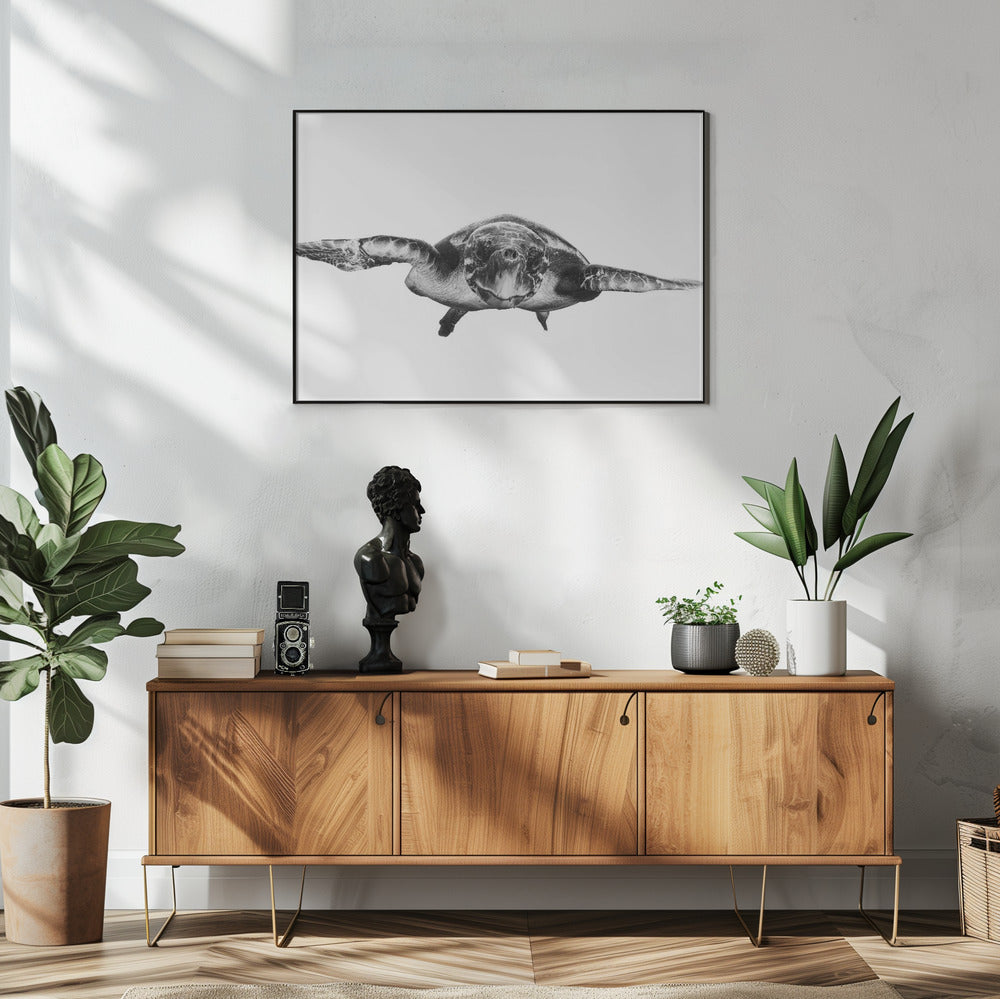 Weiß und Schildkröte | Poster