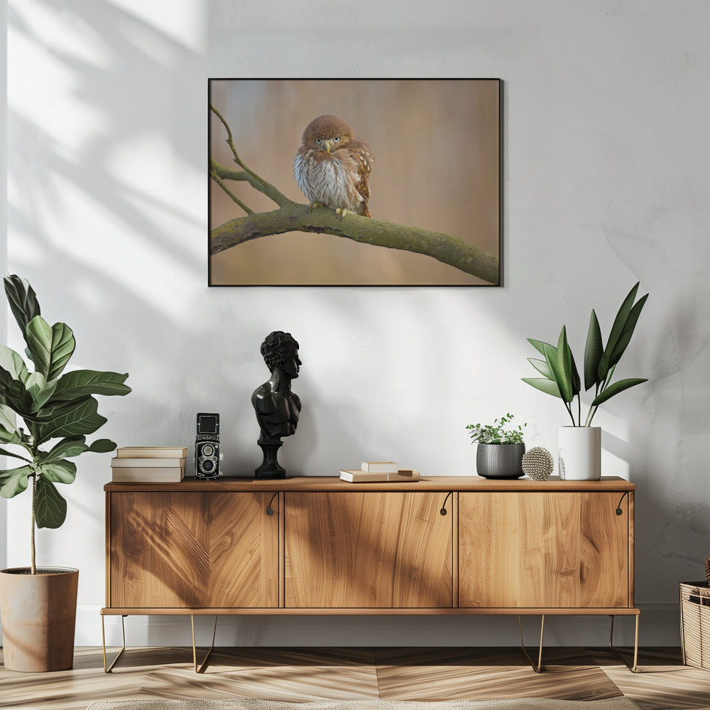Rostspecht-Eule | Poster