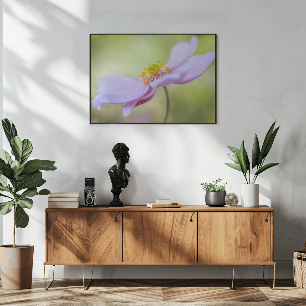 Japanische Anemone | Poster