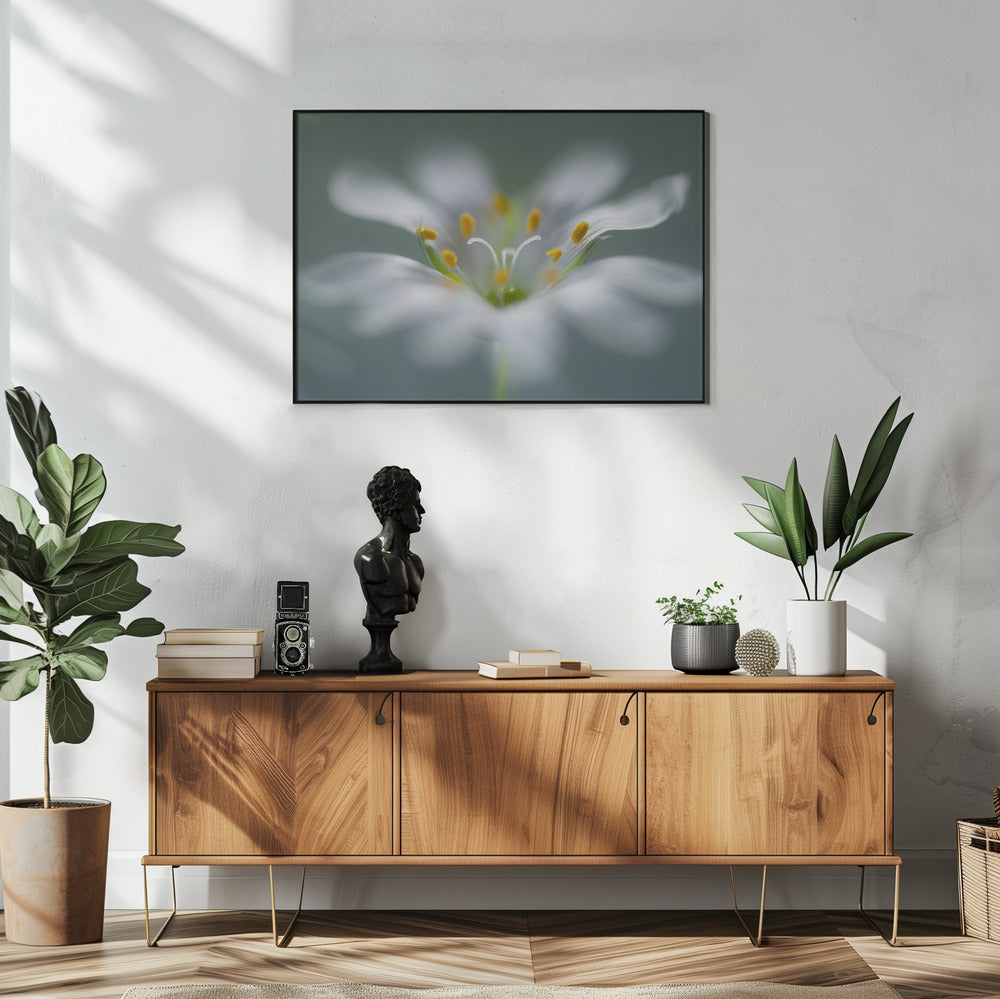 Stitchwort | Poster
