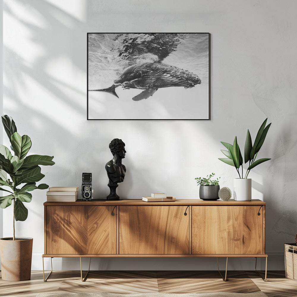 Buckelwal-Kalb | Poster