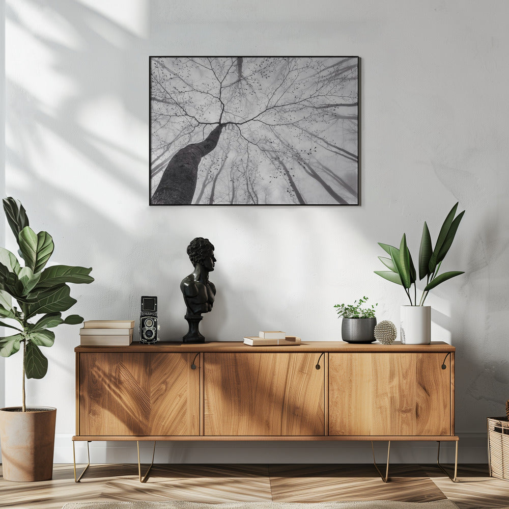 Ein Blick in die Baumkrone | Poster
