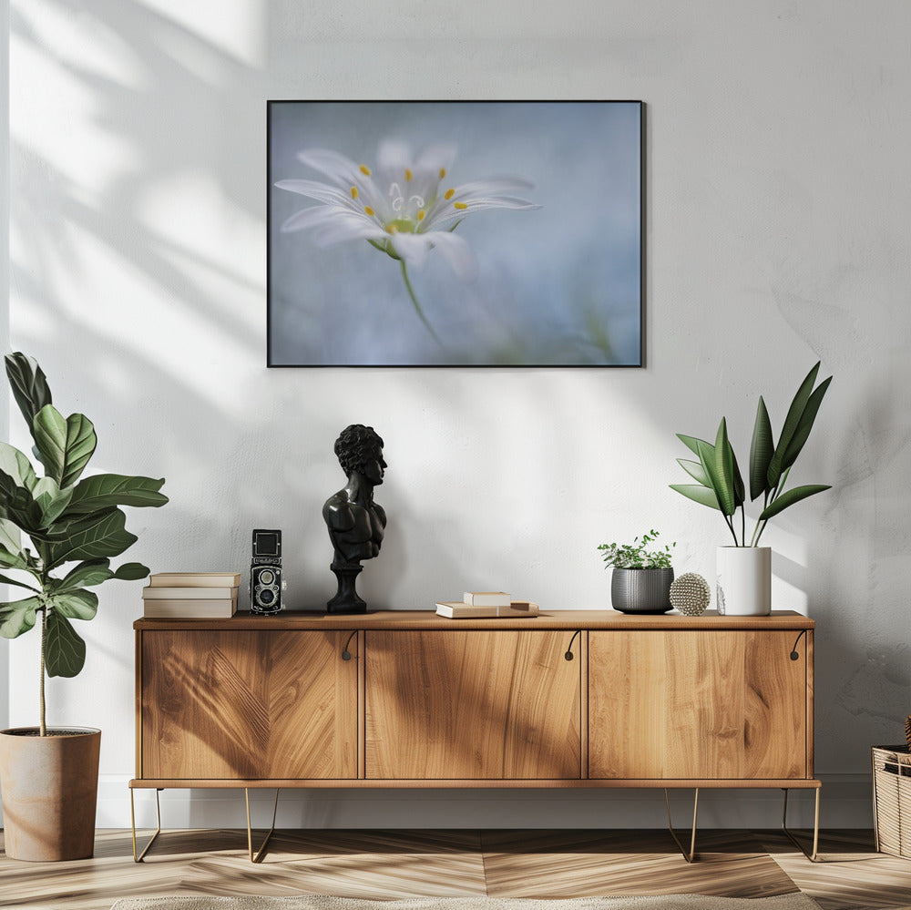 Große Sternmiere | Poster