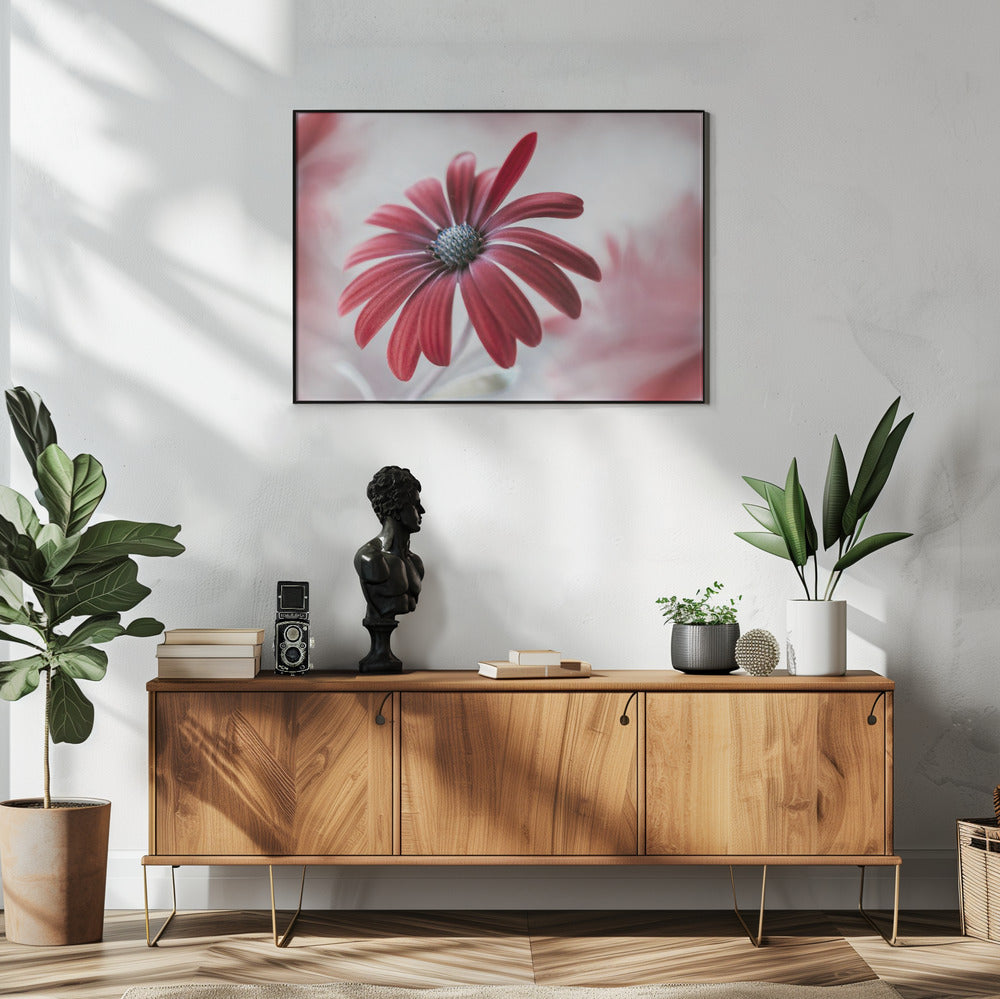 Gänseblümchen | Poster
