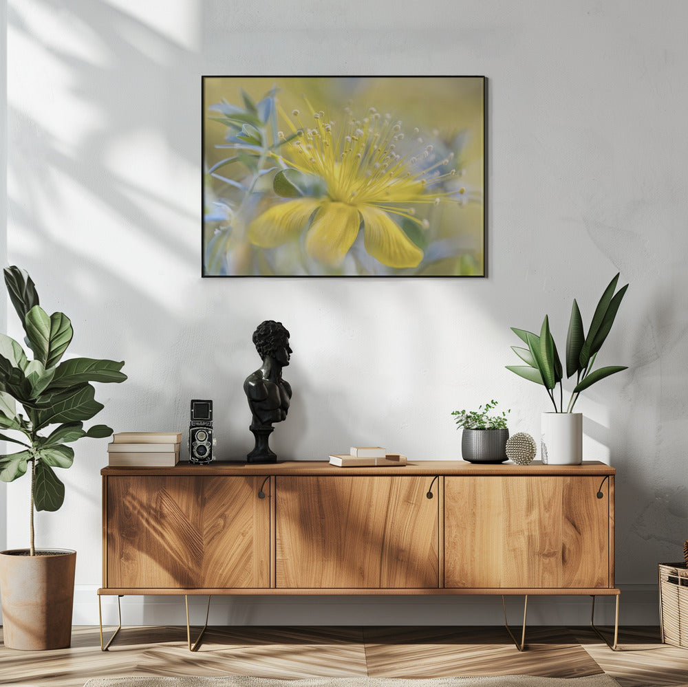 Johanniskraut | Poster