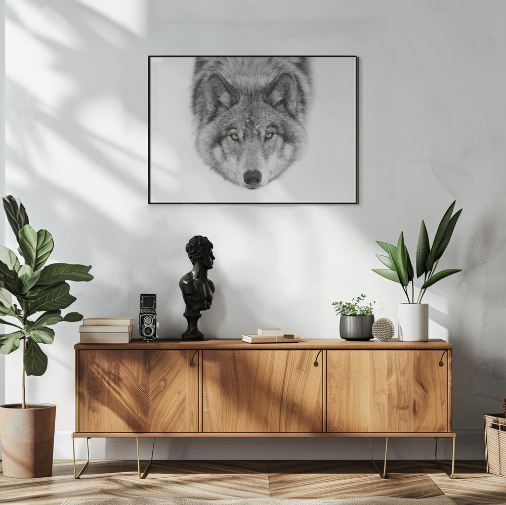 Gelbe Augen - Timberwolf | Poster
