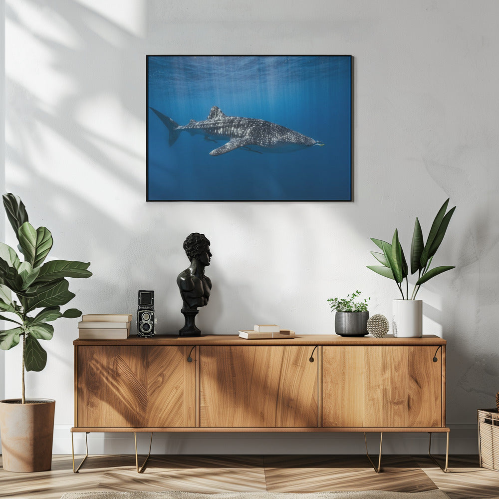 Walhai im Blauen | Poster