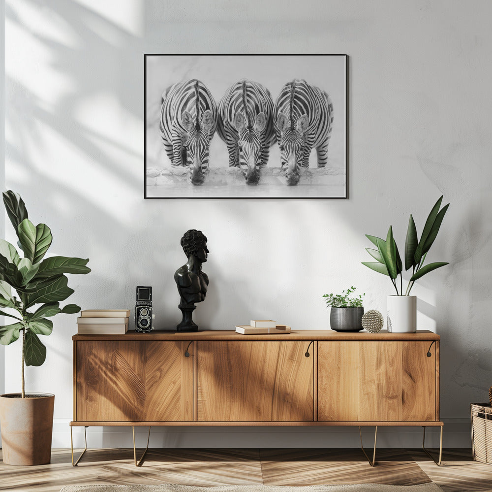 Zebras | Poster