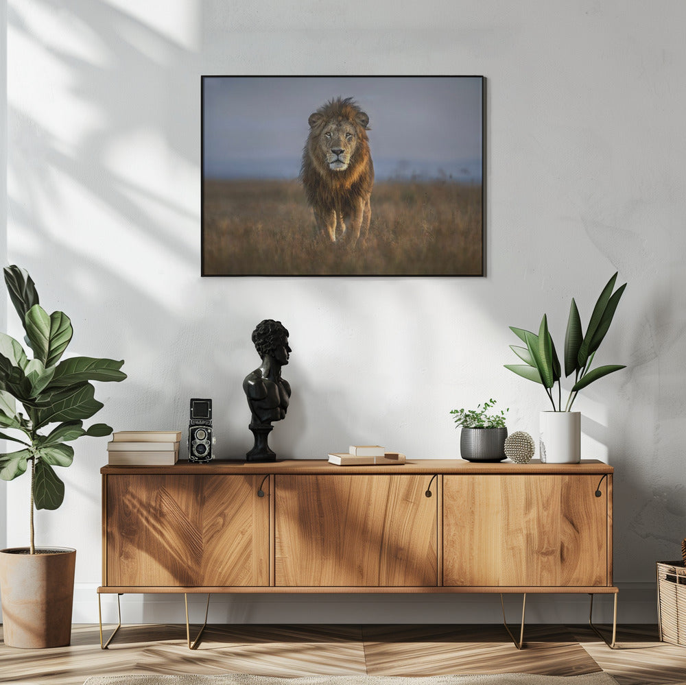 Löwe Nahaufnahme | Poster