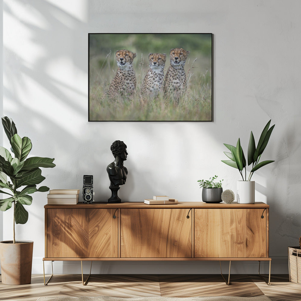 Gepardenjunge | Poster