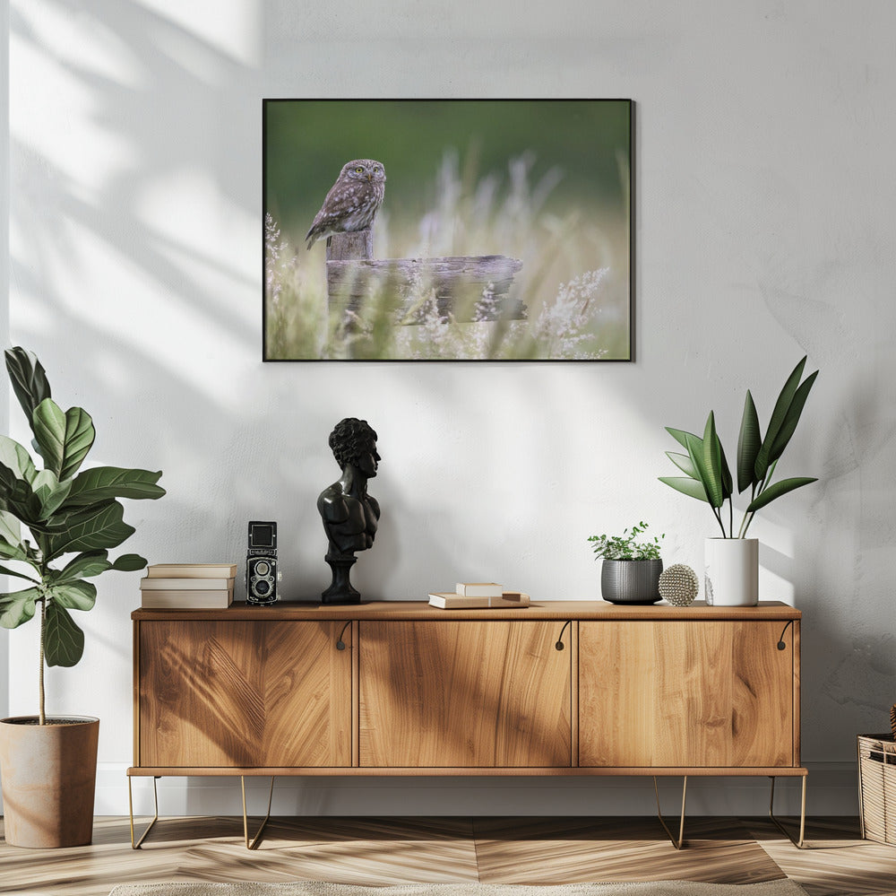 Kleine Eule | Poster