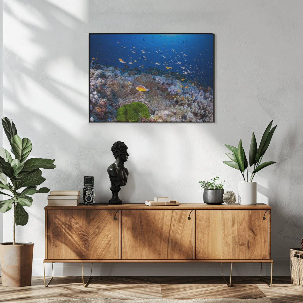 Anemone und Anthias | Poster