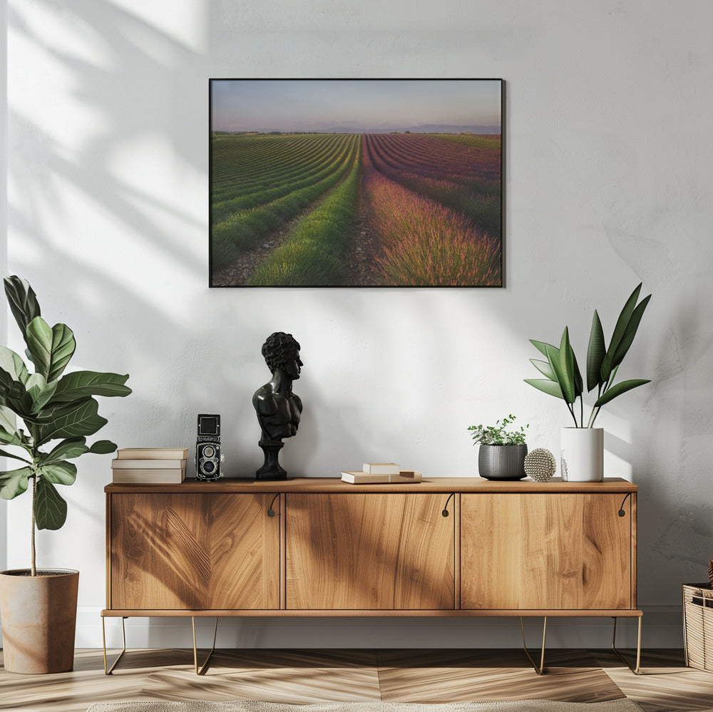 Field of lavender | Poster