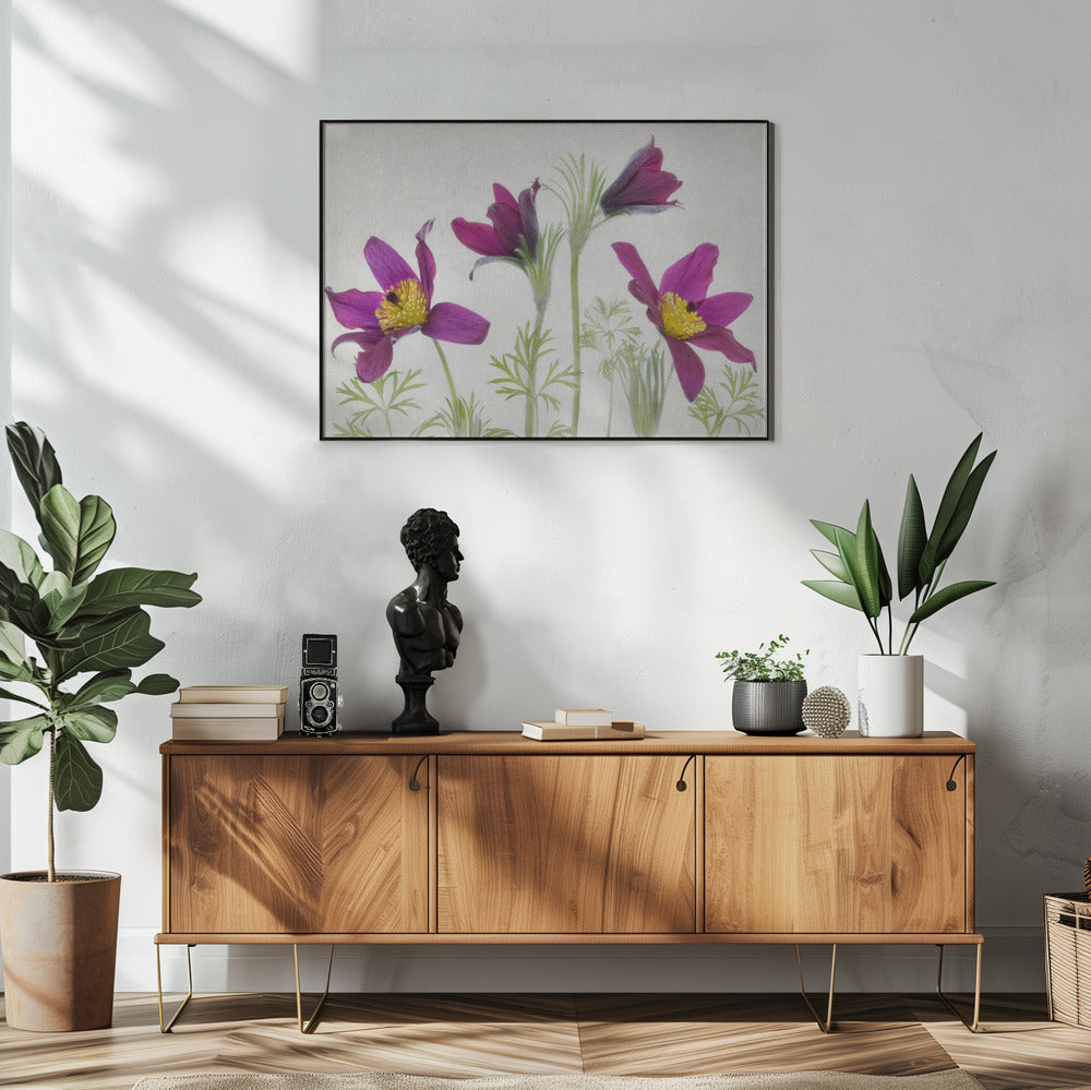Pulsatilla | Poster