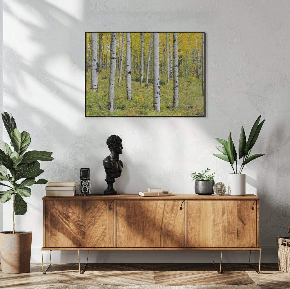 Gelbe Birken | Poster