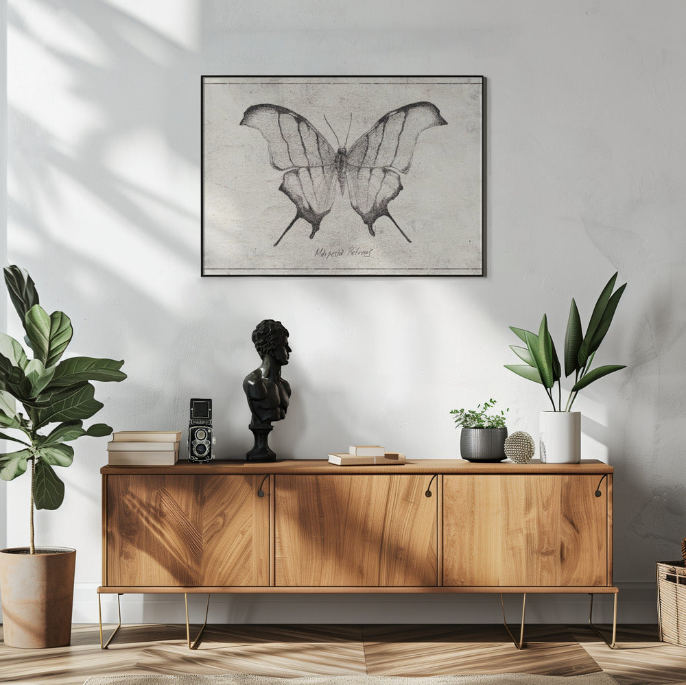 Marpesia Petreus | Poster