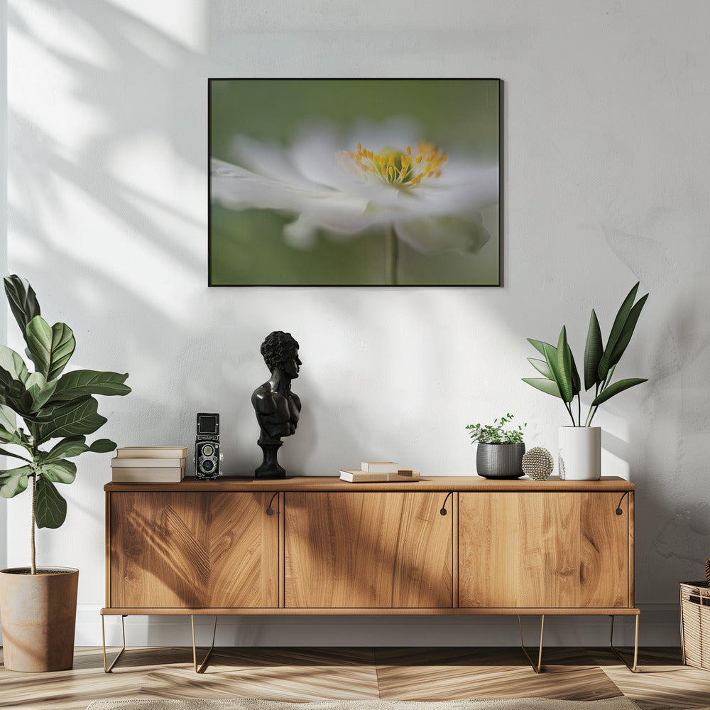 White Anemone | Poster