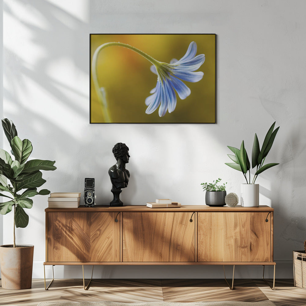 Cape Daisy | Poster