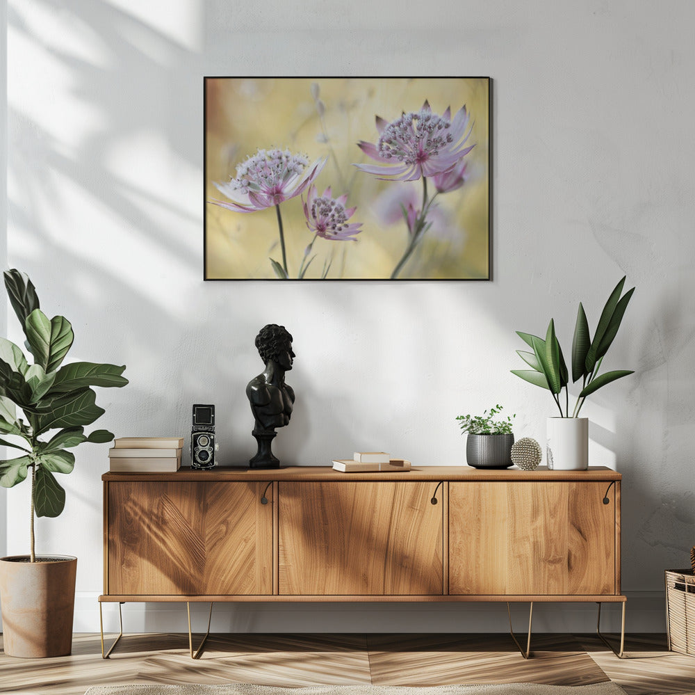 Astrantia Major | Poster
