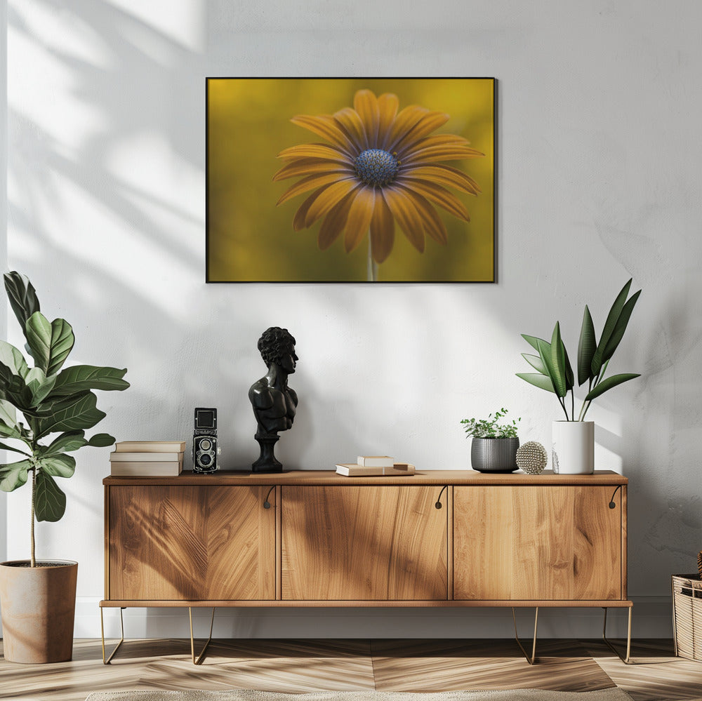 Sunshine Daisy | Poster