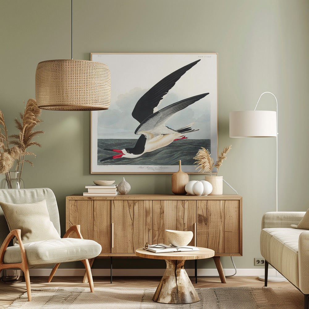 Schwarzer Scherenschnabel aus Birds of America (1827) | Leinwand