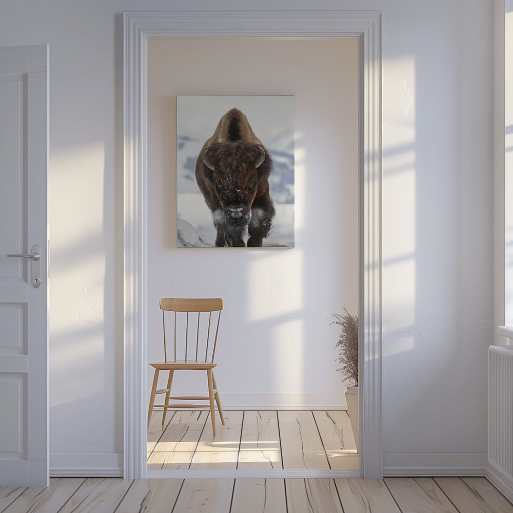 Bison im Anmarsch | Leinwand