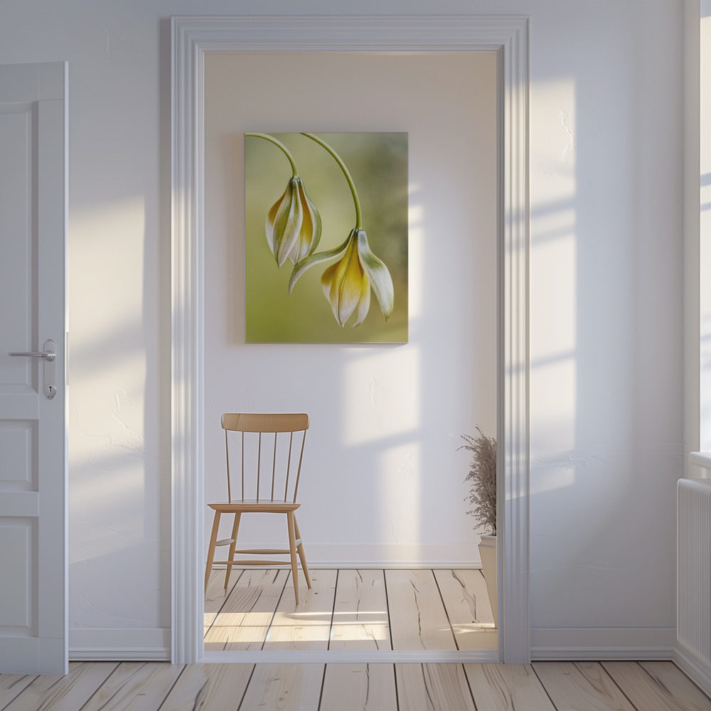 Tulipa | Leinwand