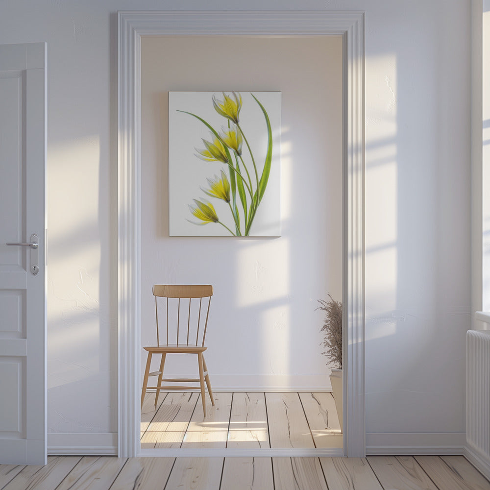 ~Tulipa | Leinwand