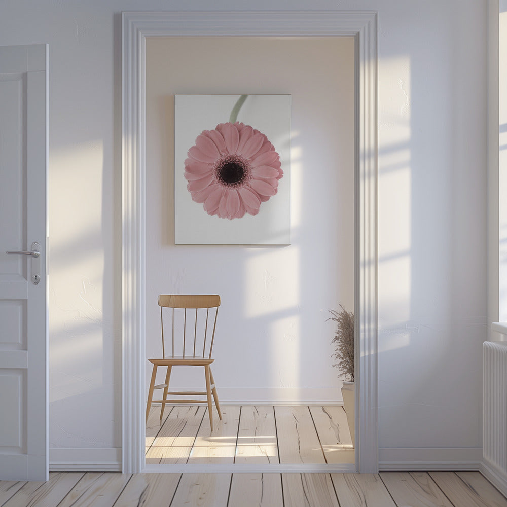 Rosa Gerbera II | Leinwand
