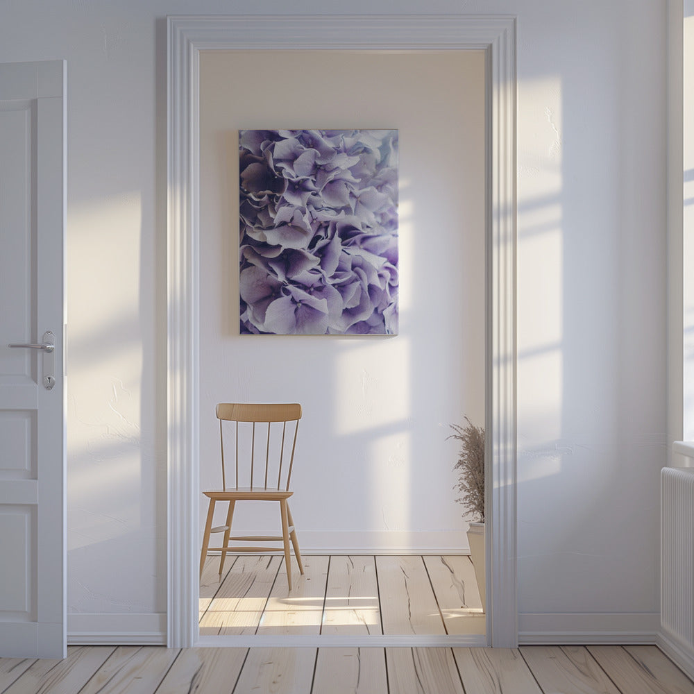 Leuchtend lila Hortensienblüten | Leinwand