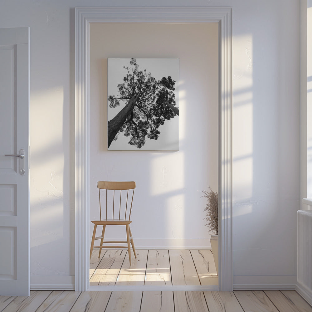 Towering Pines | Canvas